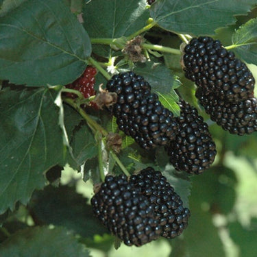 Prime-Ark® 45 Blackberry Plant